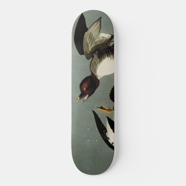 Skateboard Canard de mer à oeil doré (Recto)