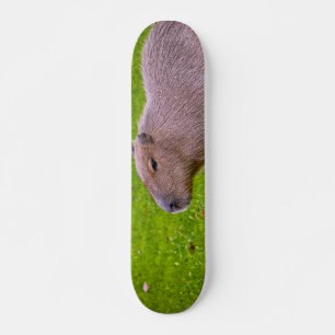 Skateboard Capybara Animal Incroyable