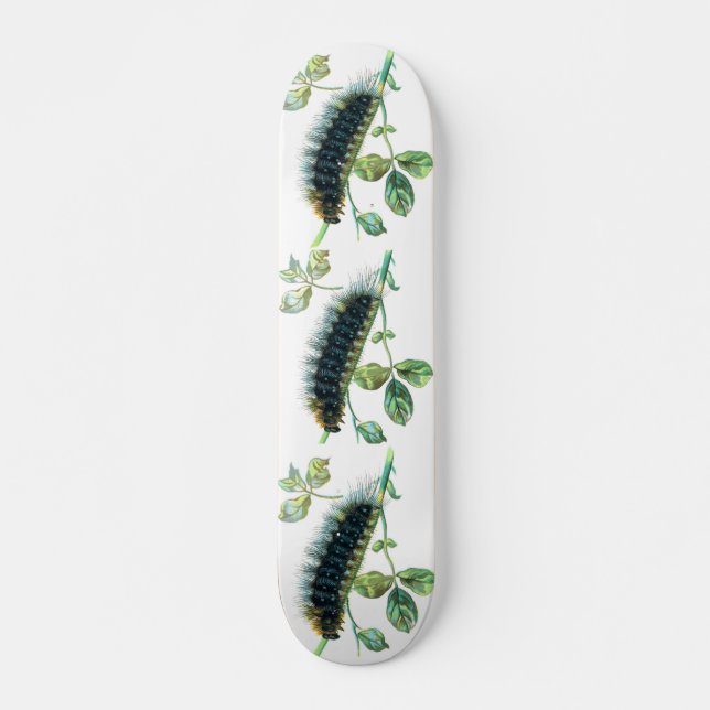 Skateboard Caterpillar Arctia caja (Devant)