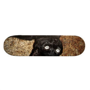 Skateboard chat noir