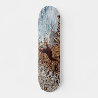 Skateboard Chiens sur la plage