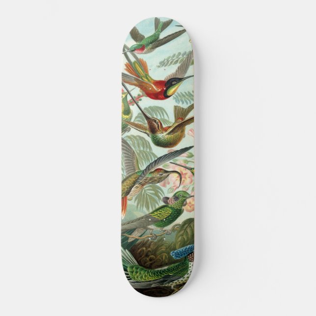 Skateboard Colibri (Recto)
