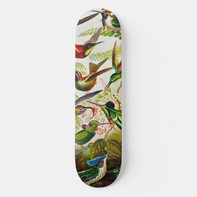 Skateboard Colibri vintage par Ernst Haeckel (Recto)