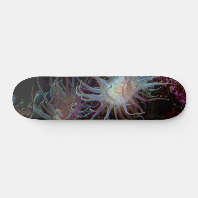 Skateboard Crimson Anemone (Horz)