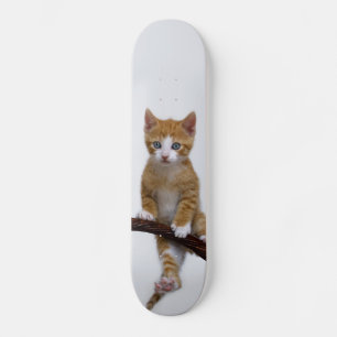 Skateboard Cute Baby Chat Kitten Funny Gym Photo -