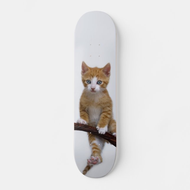 Skateboard Cute Baby Chat Kitten Funny Gym Photo - (Recto)