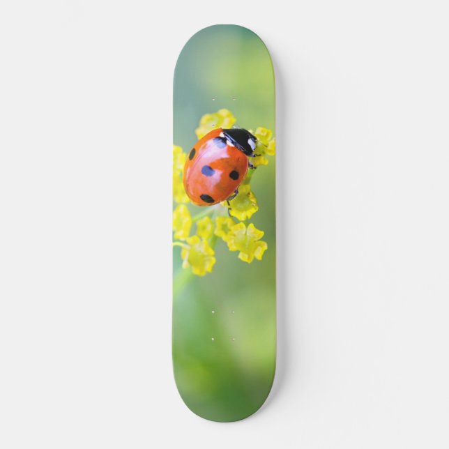 Skateboard dame sur le dessus (Recto)