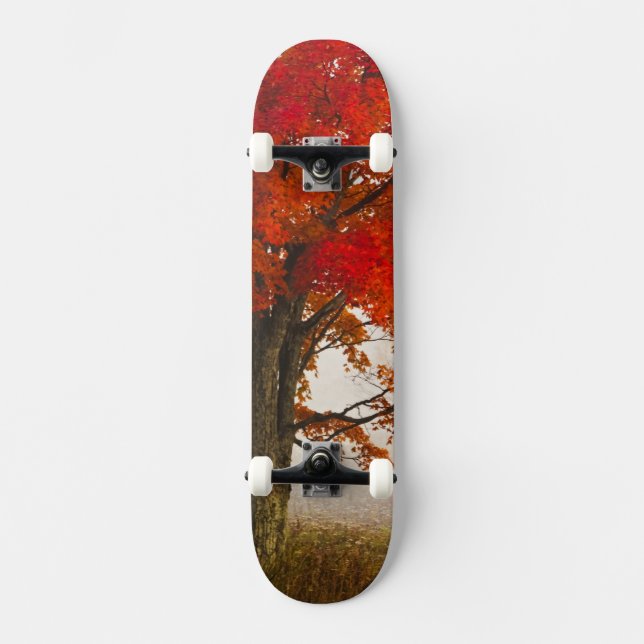 Skateboard États-Unis, Virginie-Occidentale, Davis. Érable ro (Recto)