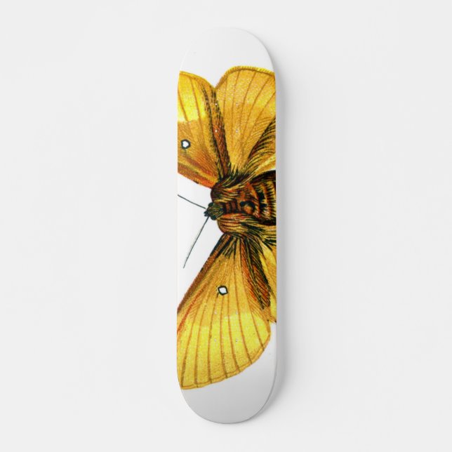 Skateboard femelle de Bombyx quercus (Devant)