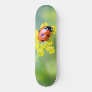 Skateboard femme au sommet