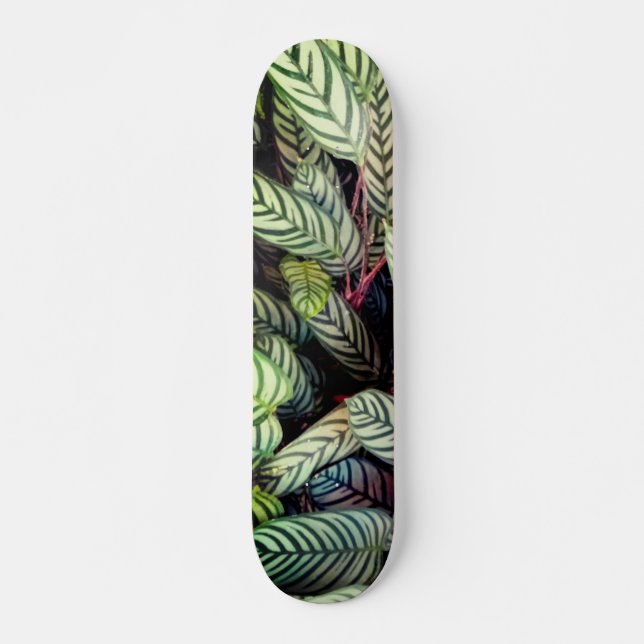 Skateboard Feuilles écartés (Devant)
