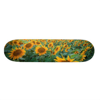 Skateboard Gisement de tournesol dans Longmont, le Colorado