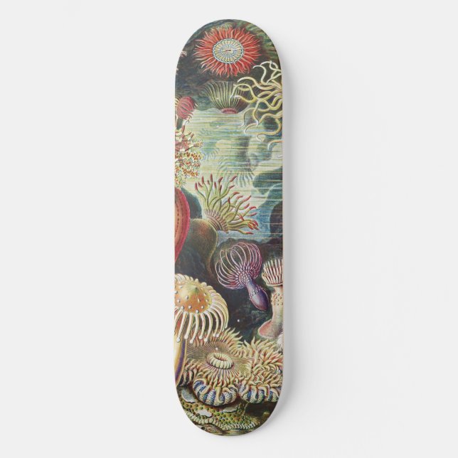 Skateboard Haeckel Sea Anemones Nautical Sea Life Art Collage (Recto)