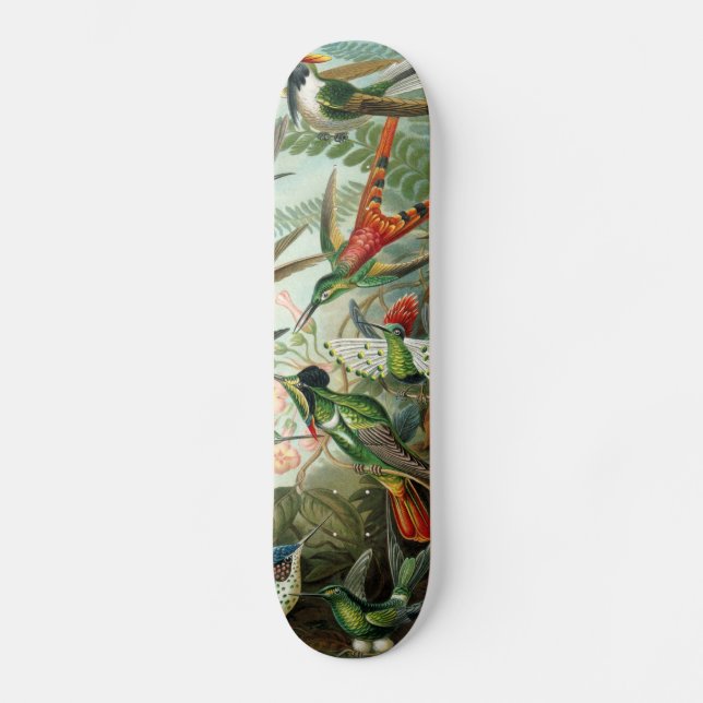 Skateboard hummingbird bird wildlife classic painting (Recto)