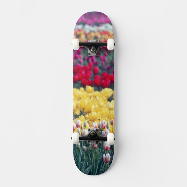 Skateboard Jardin de tulipes dans la vallée de Skagit, (Recto)