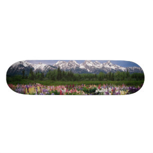 Skateboard jardin d'Iris et de Lupine et chaîne de Teton,