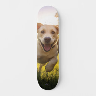Skateboard Joyeux Labrador Puppy Running