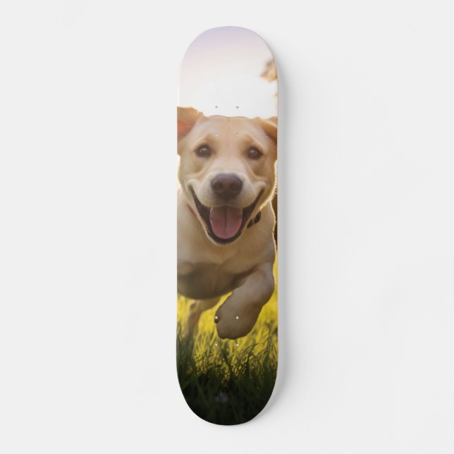 Skateboard Joyeux Labrador Puppy Running (Recto)