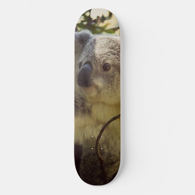 Skateboard koala doux 2b (Recto)