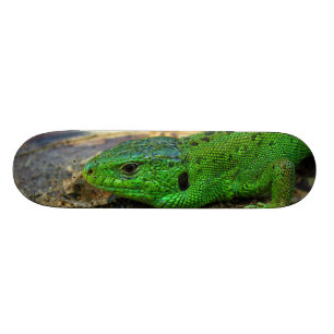 Skateboard Lacerta masculin Agilis de lézard de sable