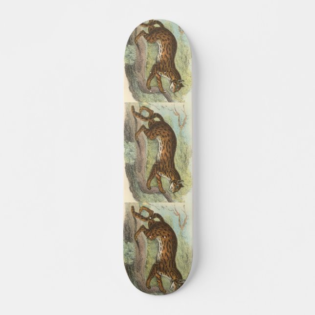 Skateboard Leopard-Cat, Felis bengalensis (Devant)