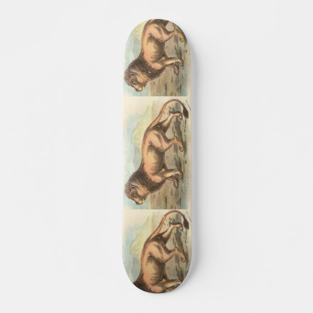 Skateboard Lion, Felis leo (Devant)