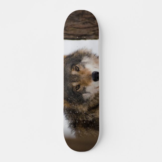Skateboard Loup gris européen (Devant)