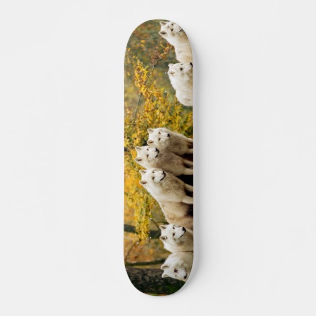 Skateboard Loups blancs de l'Alaska dans la forêt (Devant)