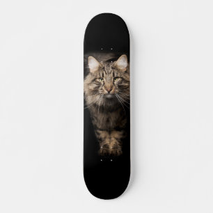 Skateboard Maine Coon gros chat