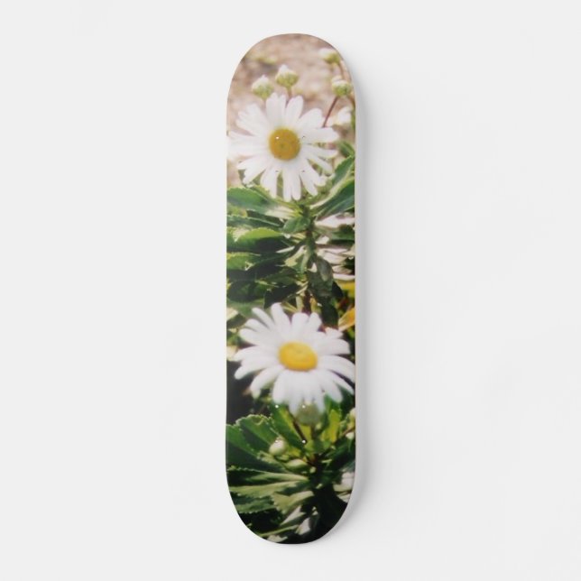 SKATEBOARD MARGUERITE (Recto)