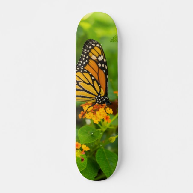 Skateboard Monarque Sur Lantana (Devant)