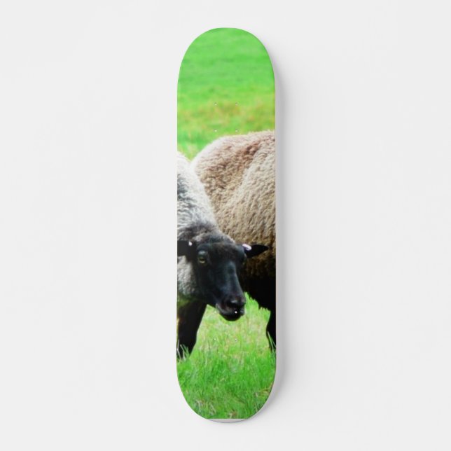 Skateboard Moutons à tête noire (Devant)