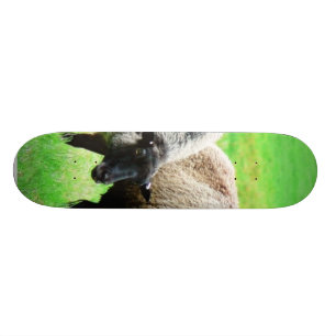 Skateboard Moutons à tête noire