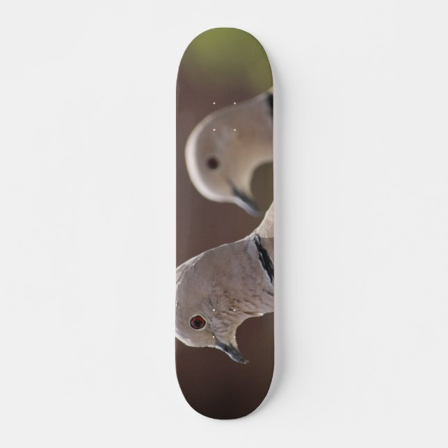 Skateboard Paire de pigeons planche à roulettes (Devant)