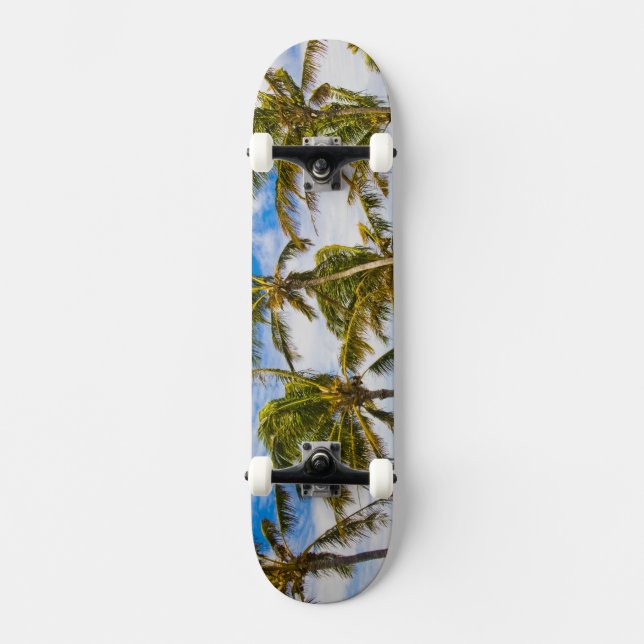 Skateboard Palmiers à noix de coco (Cocos nucifera) se balanç (Recto)