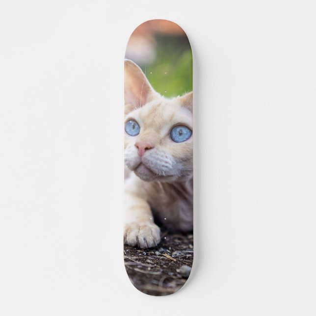Skateboard Patineta Gato Ojos Azules Devon Rex (Devant)