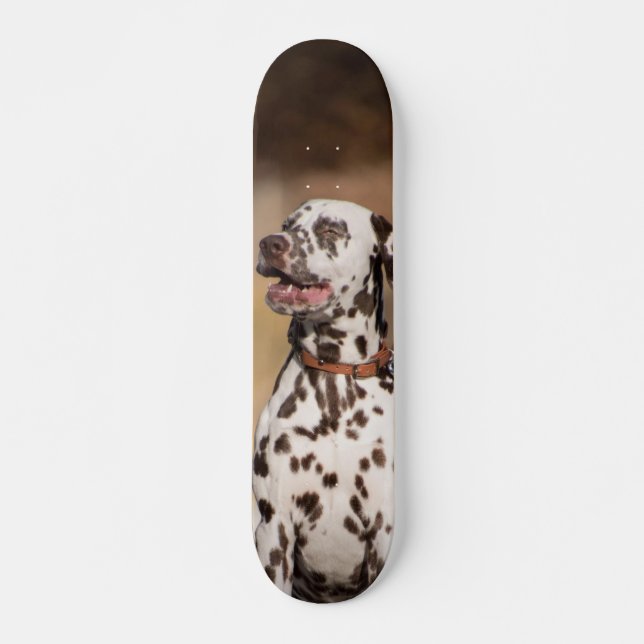 Skateboard Patineta Perro Dálmata Sentado Al Aire Libre (Devant)