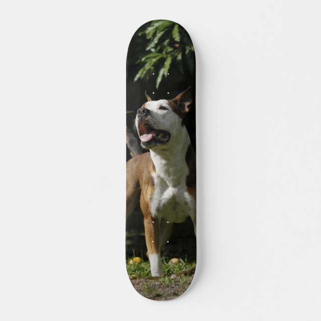 Skateboard Patineta Pitbull Marrón Y Blanco Observando (Devant)