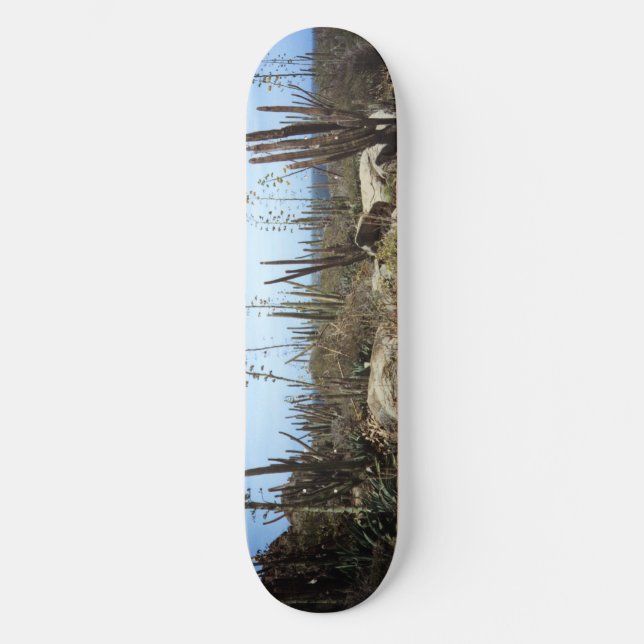 Skateboard Paysage Aruba Avec Cactus (Recto)