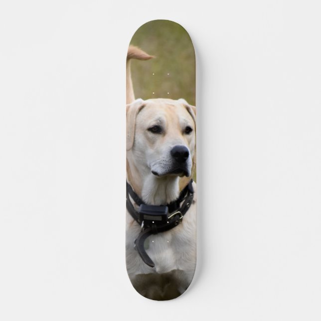Skateboard Perro Labrador con collar vigilando  (Devant)