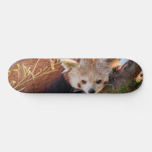 Skateboard Petit panda rouge pâle