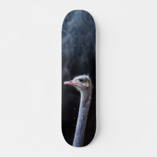 Skateboard Photographie d'autruche