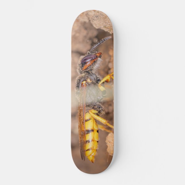 Skateboard Photographie en gros plan d'une guêpe (Recto)