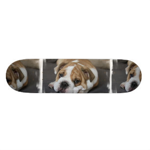 Skateboard Planche à roulettes de bouledogue de sommeil