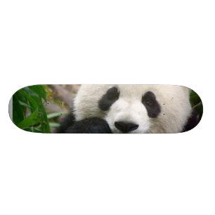 Skateboard Planche à roulettes de panda