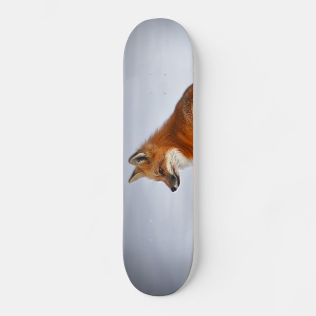 Skateboard Red Fox in Winter Snow (Recto)