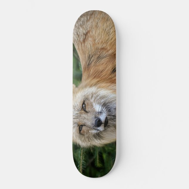 Skateboard Renard sauvage (Recto)