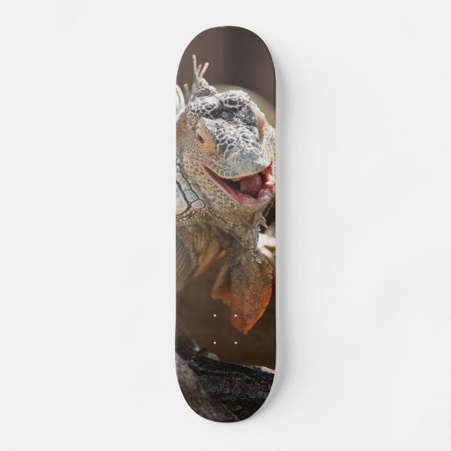 Skateboard Rire Iguana Photographie (Recto)