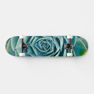 Skateboard Rosette d'Echeveria, Jardin Secret de Marrakech