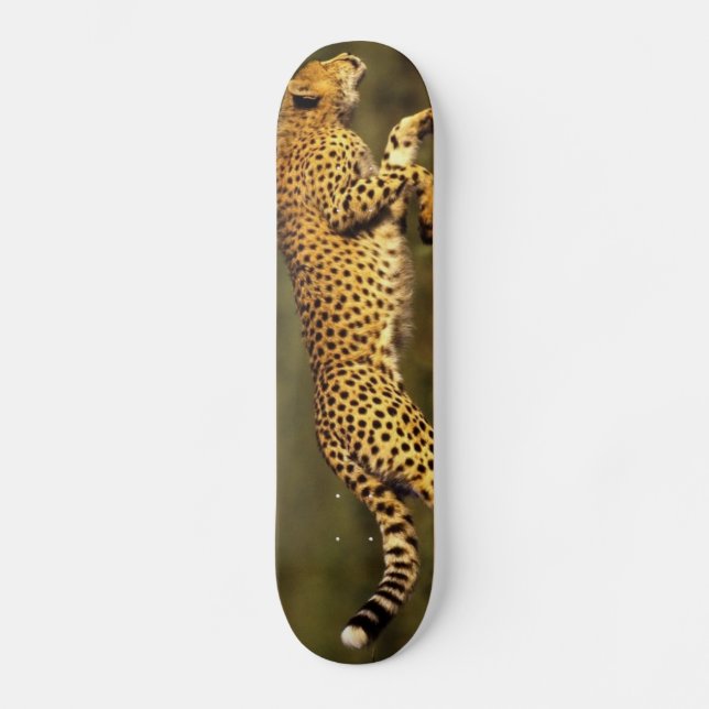 Skateboard style de cheeta (Recto)